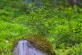 Small growing spruce tree in the Thuringian Forest, close-up Royalty Free Stock Photo