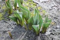 Small growing tulip in spring. Sprouts seed plant flower.