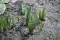 Small growing tulip in spring. Sprouts seed plant flower.