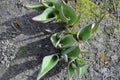 Small growing tulip in spring. Sprouts seed plant flower.