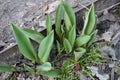 Small growing tulip in spring. Sprouts seed plant flower.