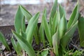 Small growing tulip in spring. Sprouts seed plant flower.