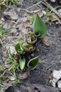 Small growing tulip in spring. Sprouts seed plant flower