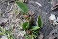 Small growing tulip in spring. Sprouts seed plant flower