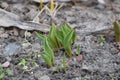 Small growing tulip in spring. Sprouts seed plant flower