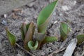 Small growing tulip in spring. Sprouts seed plant flower