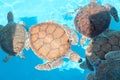 Small growing turtles swimming in a blue pool in a group Royalty Free Stock Photo
