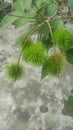 small grup of Rambutan fruit