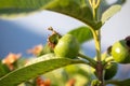 small guava tree with fruit Royalty Free Stock Photo