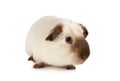 Small Guinea pig close-up Royalty Free Stock Photo