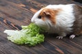 A small guinea pig eating a lettuce leaf Royalty Free Stock Photo