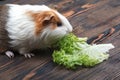 A small guinea pig eating a lettuce leaf Royalty Free Stock Photo