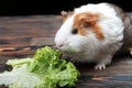 A small guinea pig eating a lettuce leaf