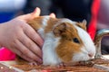 Small guinea pig held by a child Royalty Free Stock Photo