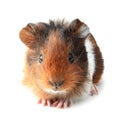 Small guinea pig isolated on white Royalty Free Stock Photo