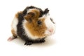 Small guinea pig isolated on white. Royalty Free Stock Photo