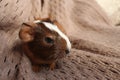 Small guinea pig pets on a brown background baby Royalty Free Stock Photo