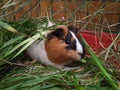 A small guinea pig is sitting in the grass mouse