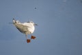 Small gull standing on a glass roof