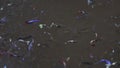 Small guppy fish swimming in a murky waters of a pond. Shallow depth of field.