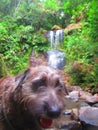 A small hairy brown dog in front of a waterfall