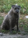 A small hairy brown dog sitting