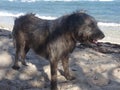 A small hairy brown dog standing