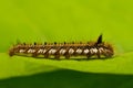 Small hairy caterpillar