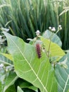 small hairy caterpillar on a green leaf Royalty Free Stock Photo