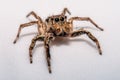 Small hairy creepy jumping spider close up.