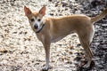 Small hairy dog Portuguese Podengo wearing a blue collar Royalty Free Stock Photo