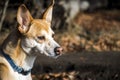 Small hairy dog Portuguese Podengo wearing a blue collar Royalty Free Stock Photo