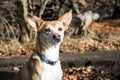 Small hairy dog Portuguese Podengo wearing a blue collar