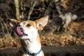 Small hairy dog Portuguese Podengo wearing a blue collar Royalty Free Stock Photo