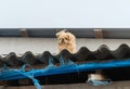 A small hairy dog on the roof of a barn