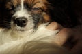 A small hairy and furry dog rests with closed eyes. The dog is dead or sleep. Conception death of pet.