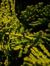 Small hairy jumping spider