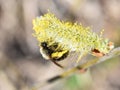 Wild soliary bee on a salix catkin
