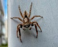 small hairy spider line macro close up photography