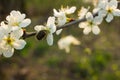 Small hairy Tropinota hirta bug on wild plum blooming flowers