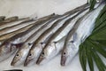 Small Hake, pollachius sp., Fresh Fishes on Ice at Fish Stall Royalty Free Stock Photo