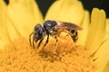 A small Halictus dark sweat bee pollinating a yellow daisy flower. Royalty Free Stock Photo