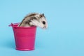 Small hamster in bucket on blue background with copy space. Gray Syrian hamster in bucket. Baby animal theme