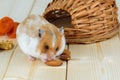 A small hamster eats an almond nut at his house.