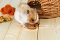 A small hamster eats an almond nut at his house.