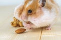 A small hamster eats an almond.