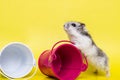 Small hamster plays with bucket on yellow background. Gray Syrian hamster with buckets
