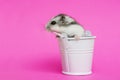 Small hamster in white decorative bucket on pink background with copy space. Gray Syrian hamster in bucket. Baby animal theme