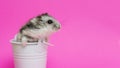 Small hamster in white decorative bucket on pink background with copy space. Gray Syrian hamster in bucket. Baby animal theme