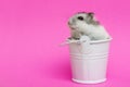 Small hamster in white decorative bucket on pink background with copy space. Gray Syrian hamster in bucket. Baby animal theme Royalty Free Stock Photo